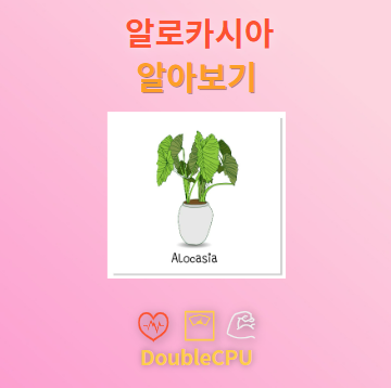 알로카시아 탐구