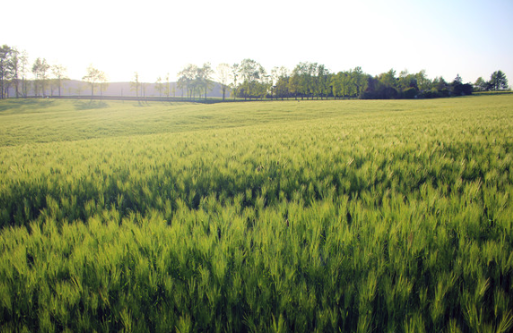 고창-청보리밭-축제