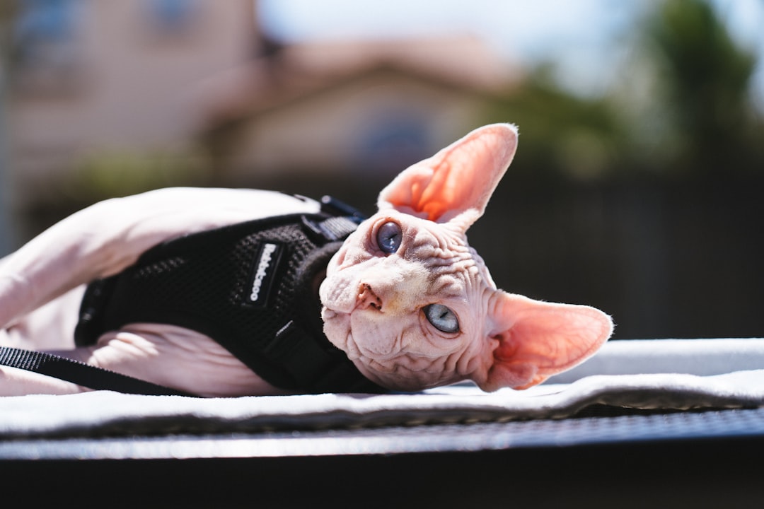 Sphynx.