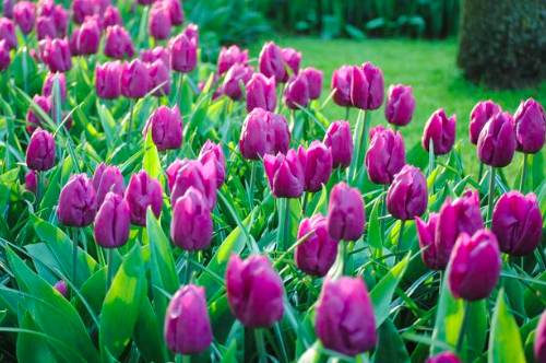 Purple Prince Tulip