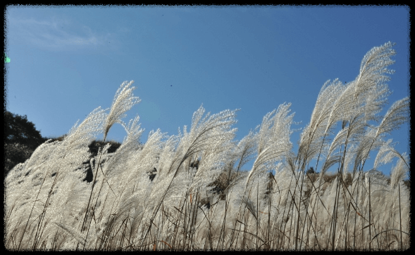 명성산 억새축제 경기도 가을여행지 데이트 추천 (2023) : 출처 지식백과