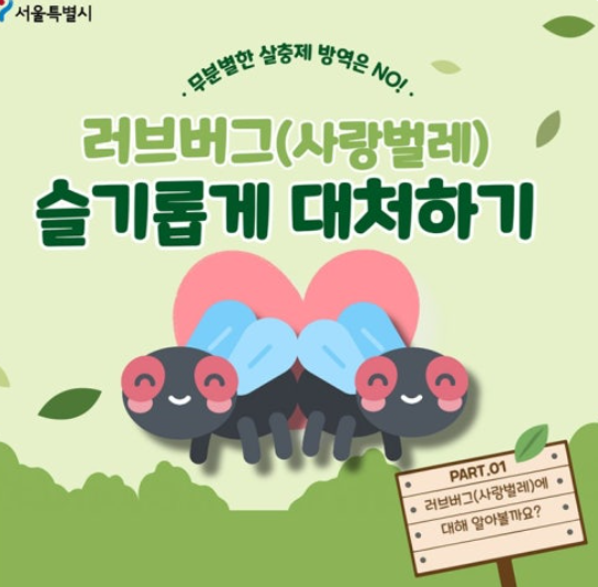 서울시 러브버그 대처방법