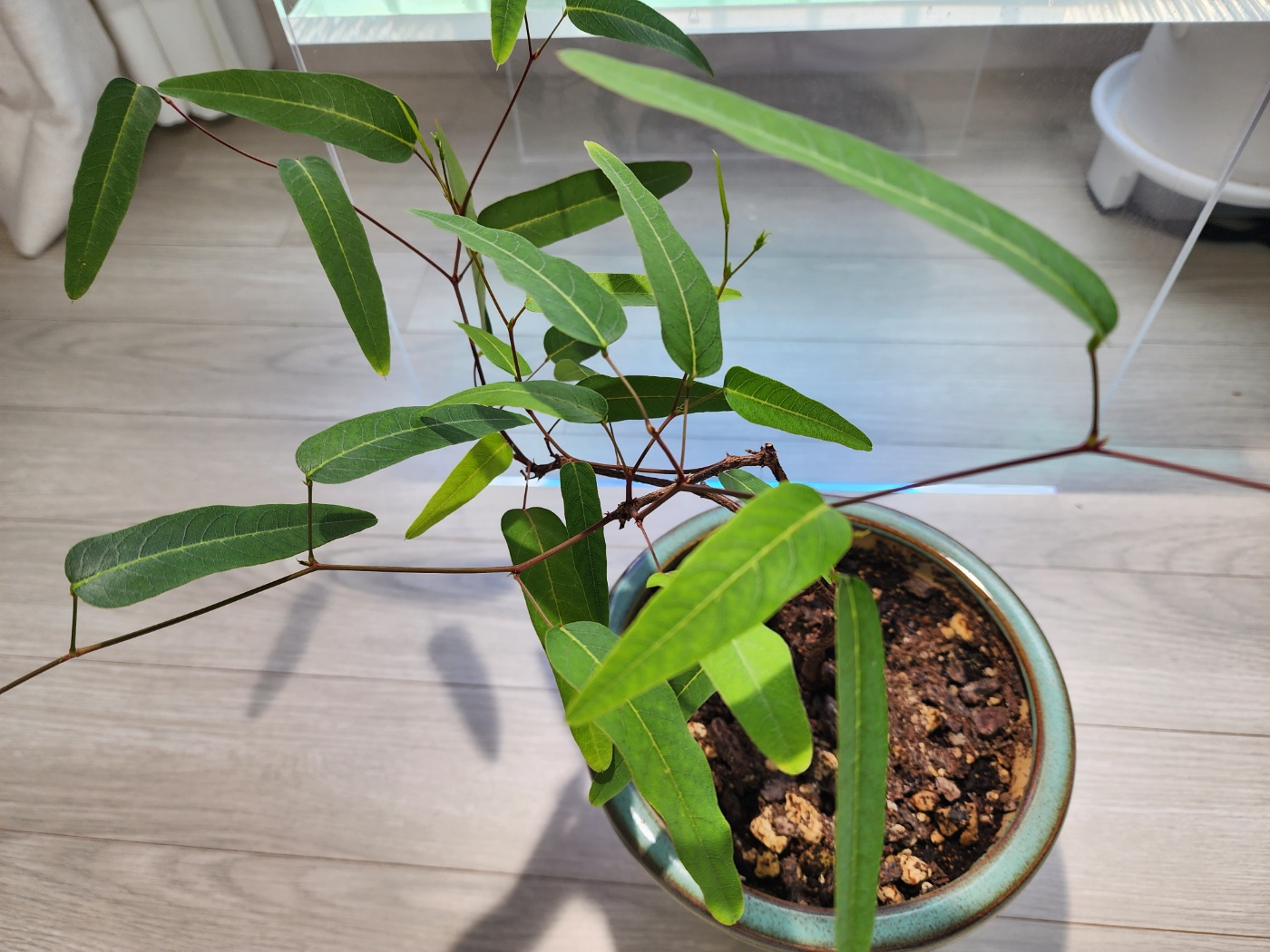 새순이 많이자라고 있는 보라싸리