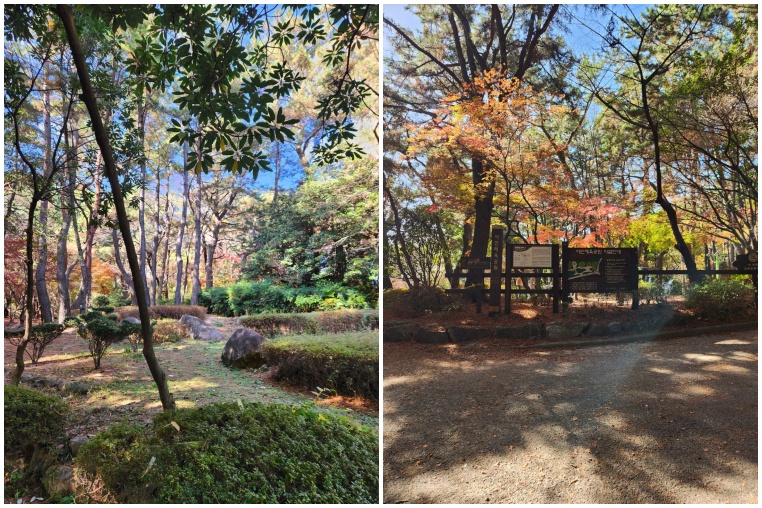 금강공원 나무들 사진