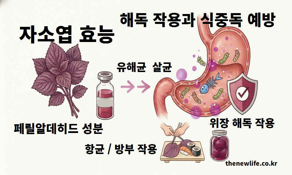자소엽 효능 해독 작용 식중독 예방