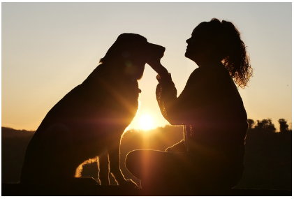 노령 반려동물 케어 가이드 - 영양, 활동량, 정서 관리까지 꼼꼼히 살펴보기