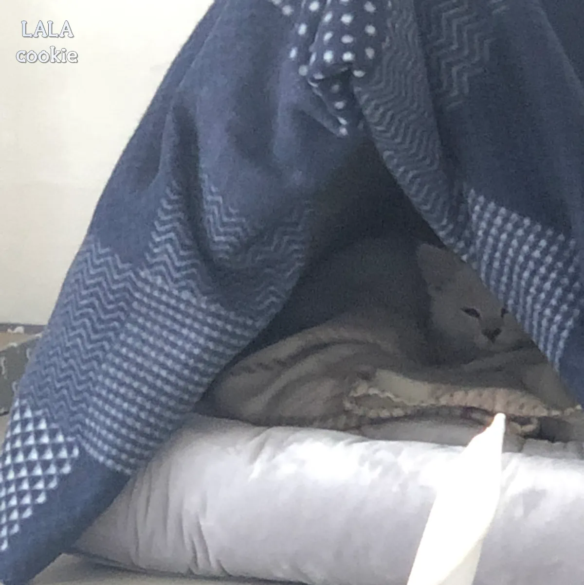 고양이-숨숨집-텐트형-아기-고양이