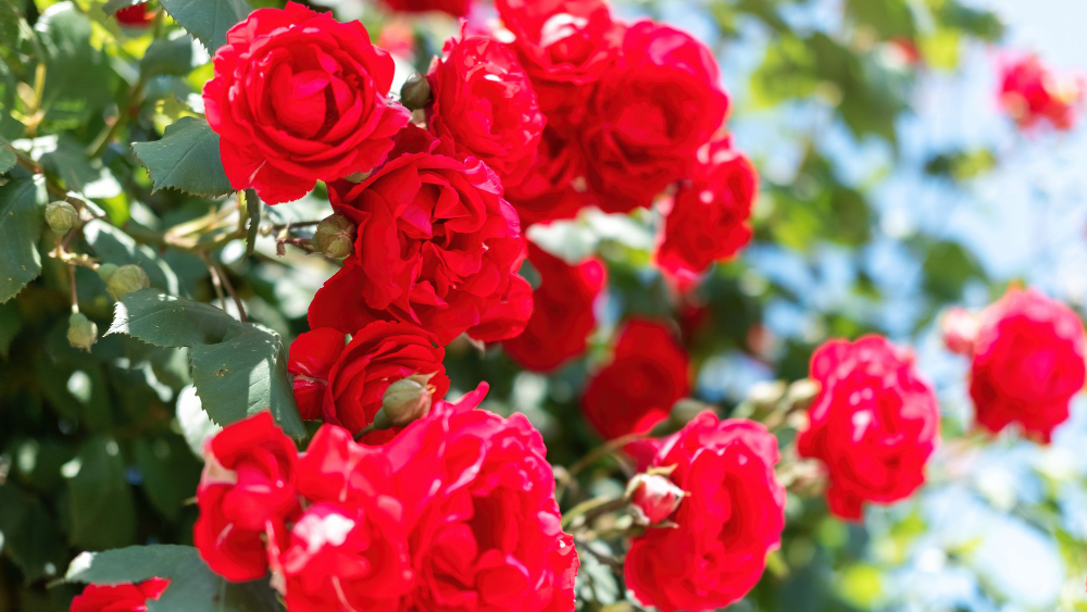 2025 곡성세계장미축제