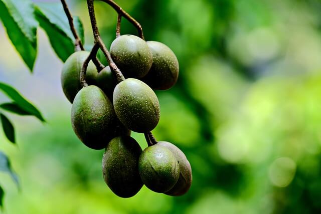 쪼갠매실 황금 레시피