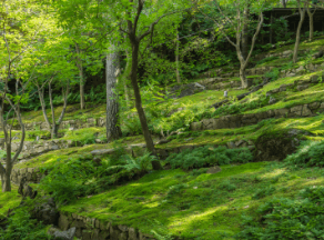 화담숲 예약 방법&amp;#44; 모노레일 시간