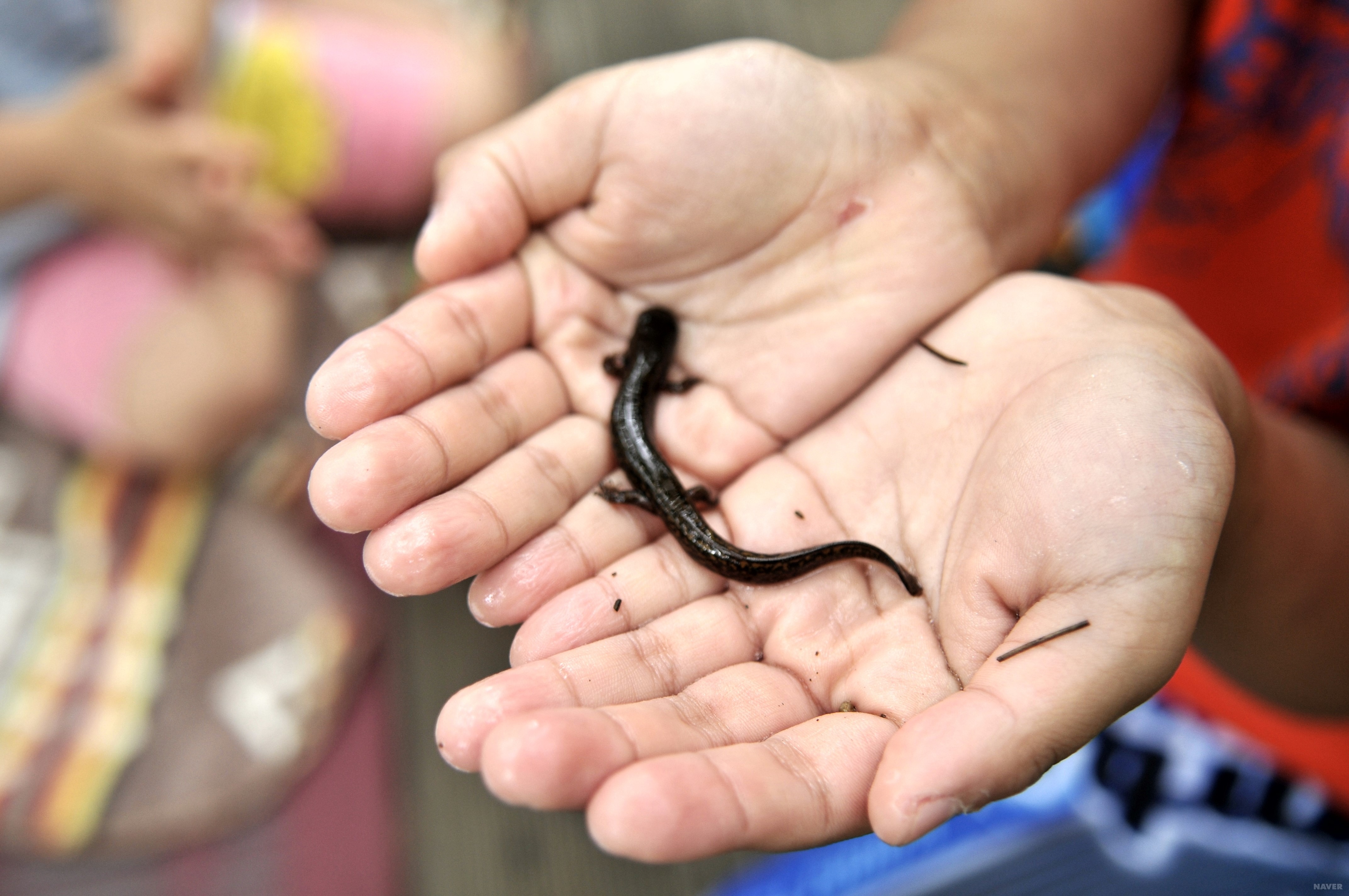 2025 멸종위기 동물|꼬리치레도롱뇽, 한국 고산습지의 마지막 수호자