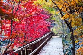 부여 가을 단풍길