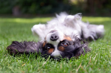 개가 배를 위에 두고 누워 있는 상태