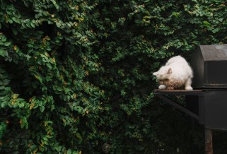 한국영화에서 동물의 상징성