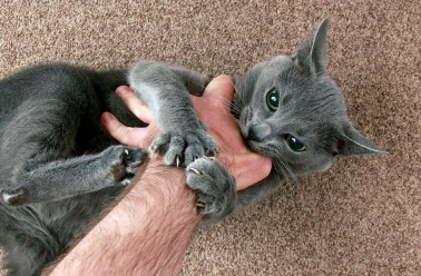 손을 물고 있는 고양이.