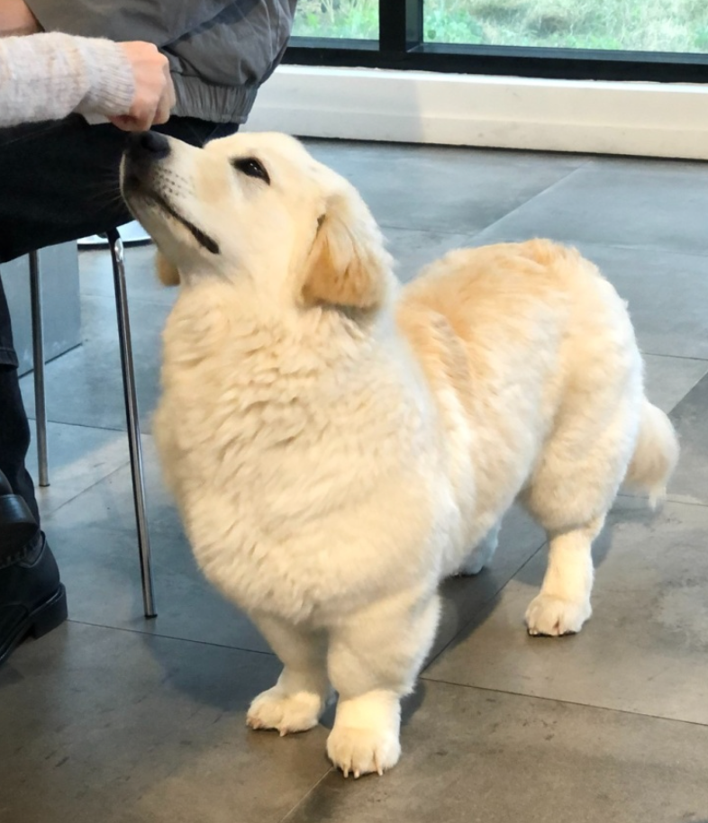 스위츠커피바_상주견_가루가_손님_손냄새를_맡고있는_모습