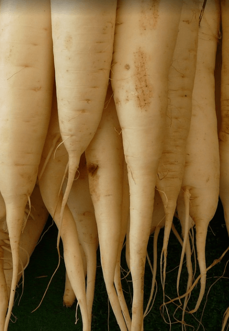 숙취해소에 좋은 음식 무우 뿌리 여러 개가 놓여 있다