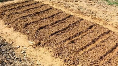 알타리무-재배법-종자-파종방법-심는방법-솎아주기-웃거름주기