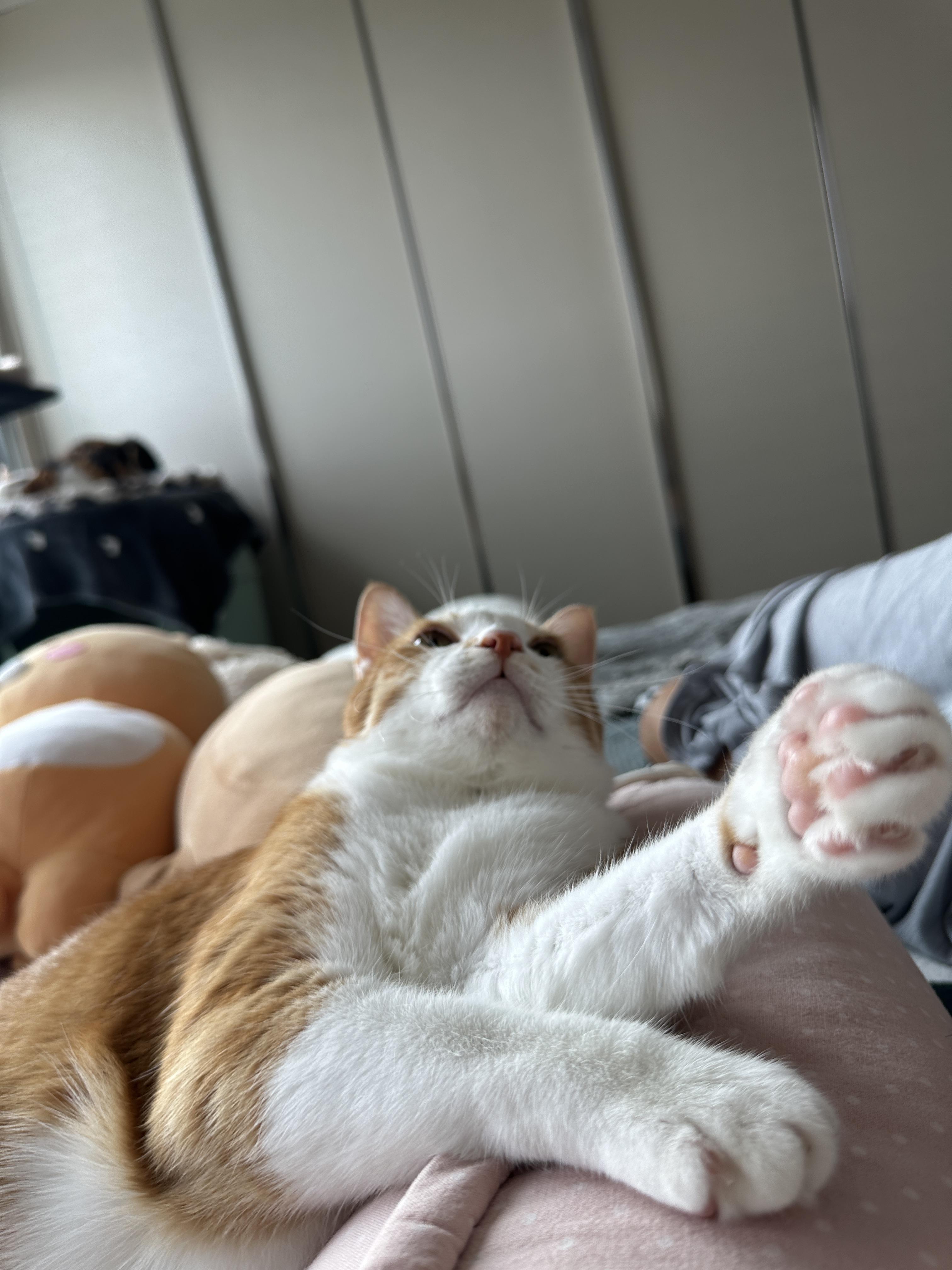 엄마_손에_집중하고_있는_호야