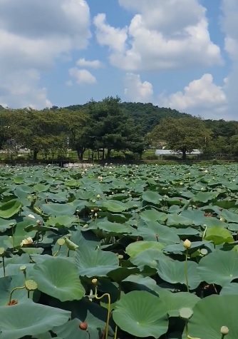 생생정보 택시맛객 오백 년 역사의 숨결 따라 떠나는 당진 여행 기지시줄다리기축제&middot;골정저수지&middot;민영이네횟집