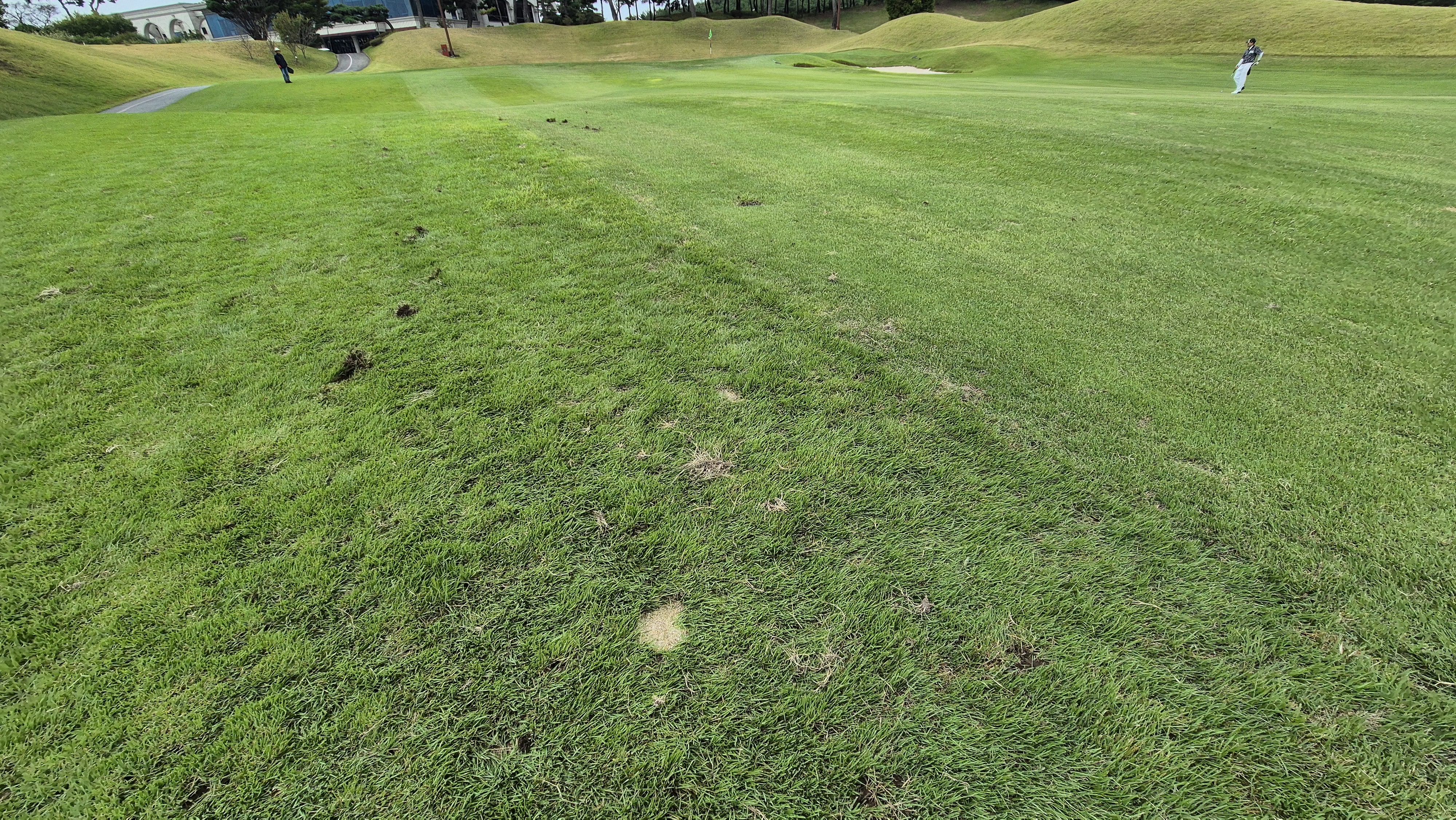 서산수cc 코스 관리 상태