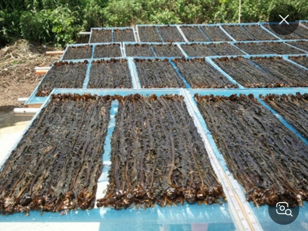 극한직업-맹골도-돌미역-택배-주문-어디