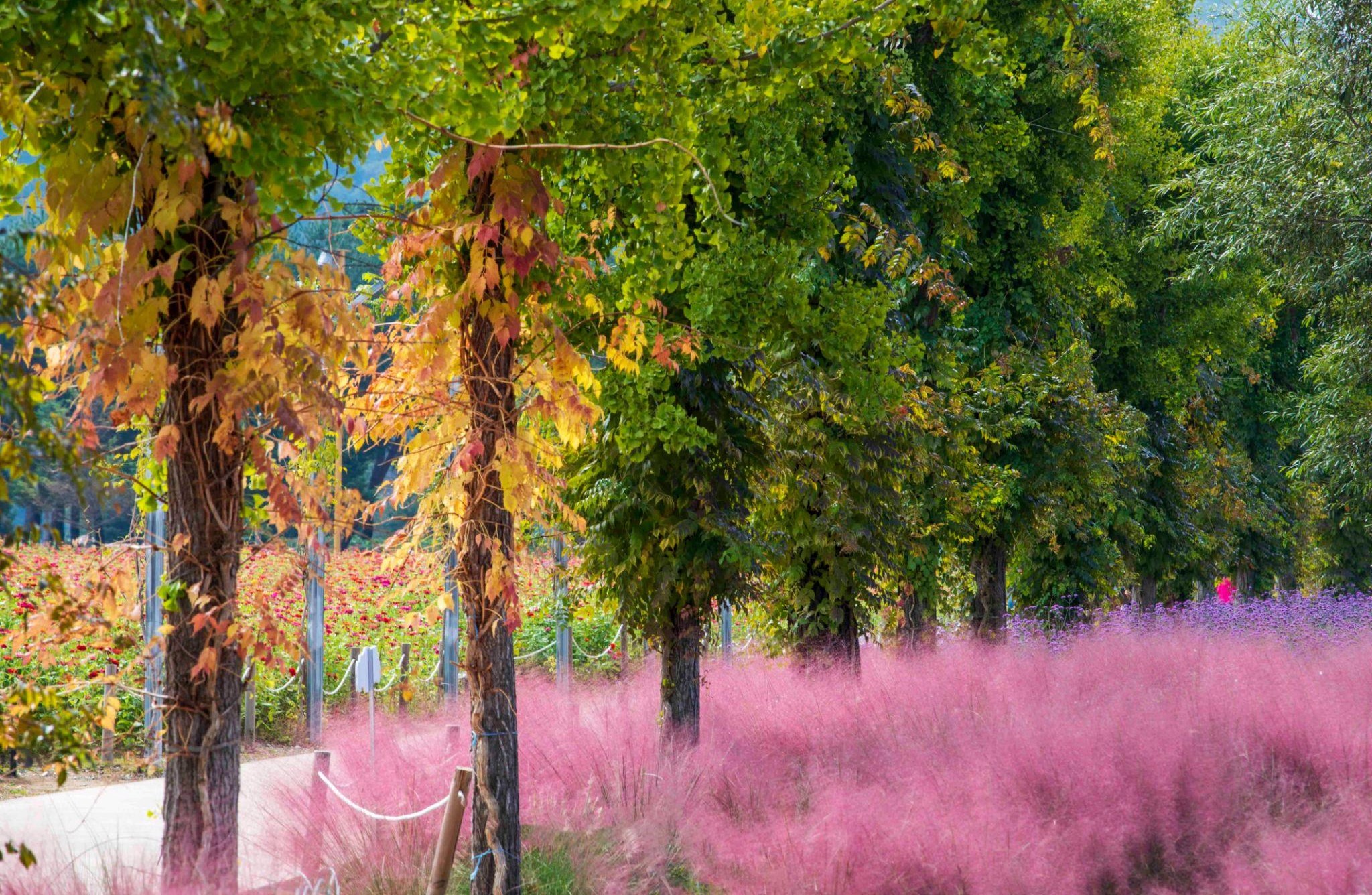 가평 자라섬 완벽 가이드: 자연과 문화가 공존하는 섬