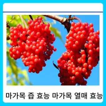 마가목 열매 효능 먹는 법 부작용 포함 10가지 정리_8