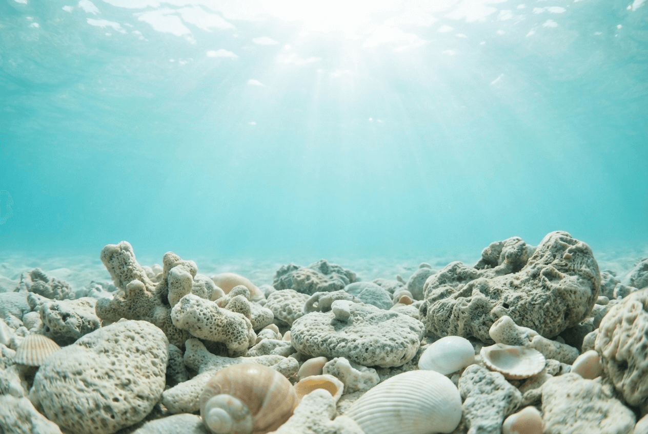 에메랄드빛 바닷속 바닥에 산호와 조개가 햇살을 받으며 보이는 장면으로, 바다에서 온 코랄칼슘의 자연스러운 이미지를 강조한 사진