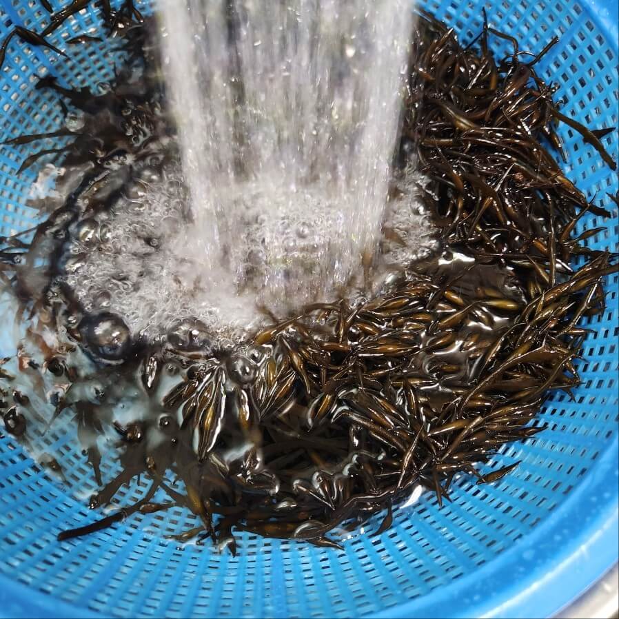 해쵸류 손질, 톳 손질, 다이어트 식품, 다이어트 재료