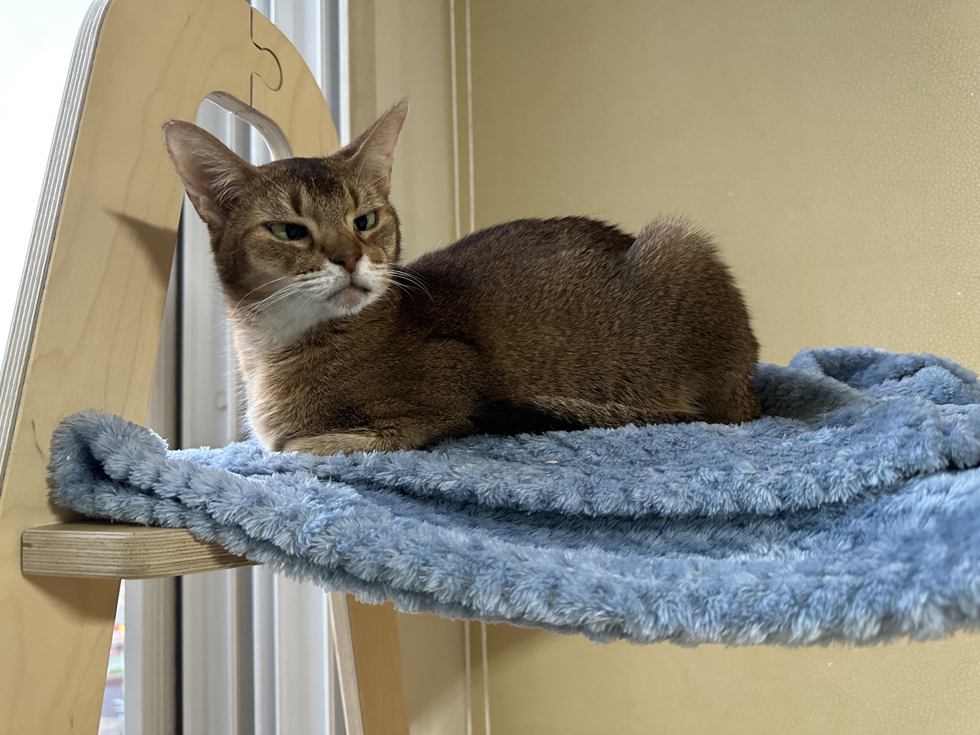 깔끔쟁이-두리도-캣타워-꼭대기-새-담요가-맘에-든다.-(feat.-루디)