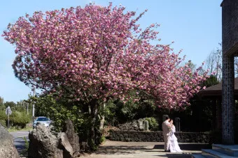 겹벚꽃 개화시기 숨겨진 명소_9