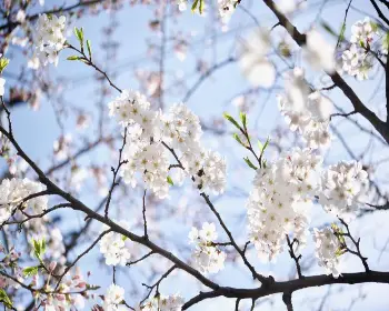 경주벚꽃축제_24
