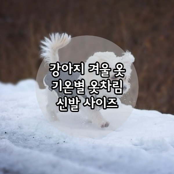 강아지 겨울 옷 사진