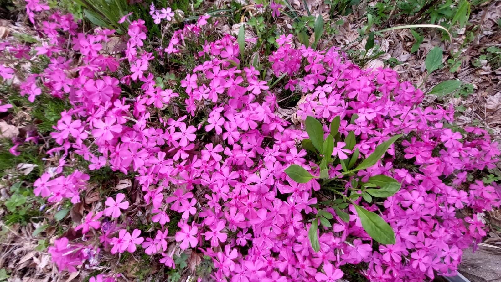 꽃잔디