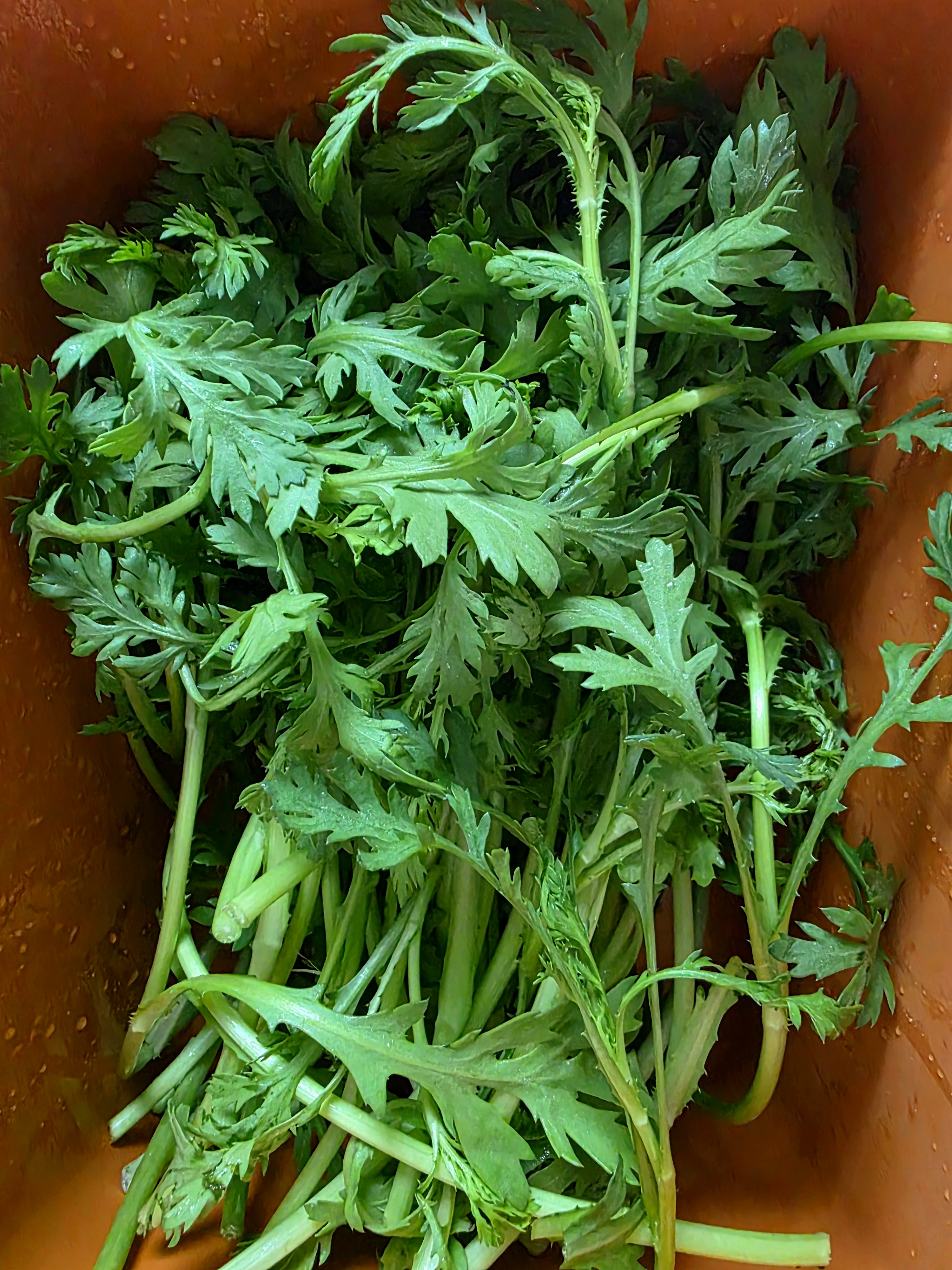 쑥갓으로-3가지-요리를-해-먹었어요.