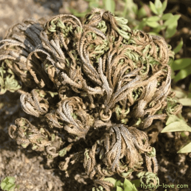 항암에 효과적인 부처손