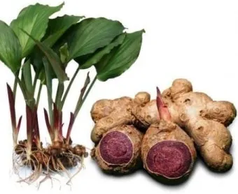 흑생강 효능 슈퍼푸드 칼로리 권장량_5