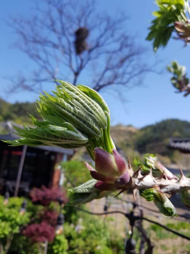 쌉싸름해서 더욱 입맛 돋구는 엄나무 순 7가지 효능과 부작용 