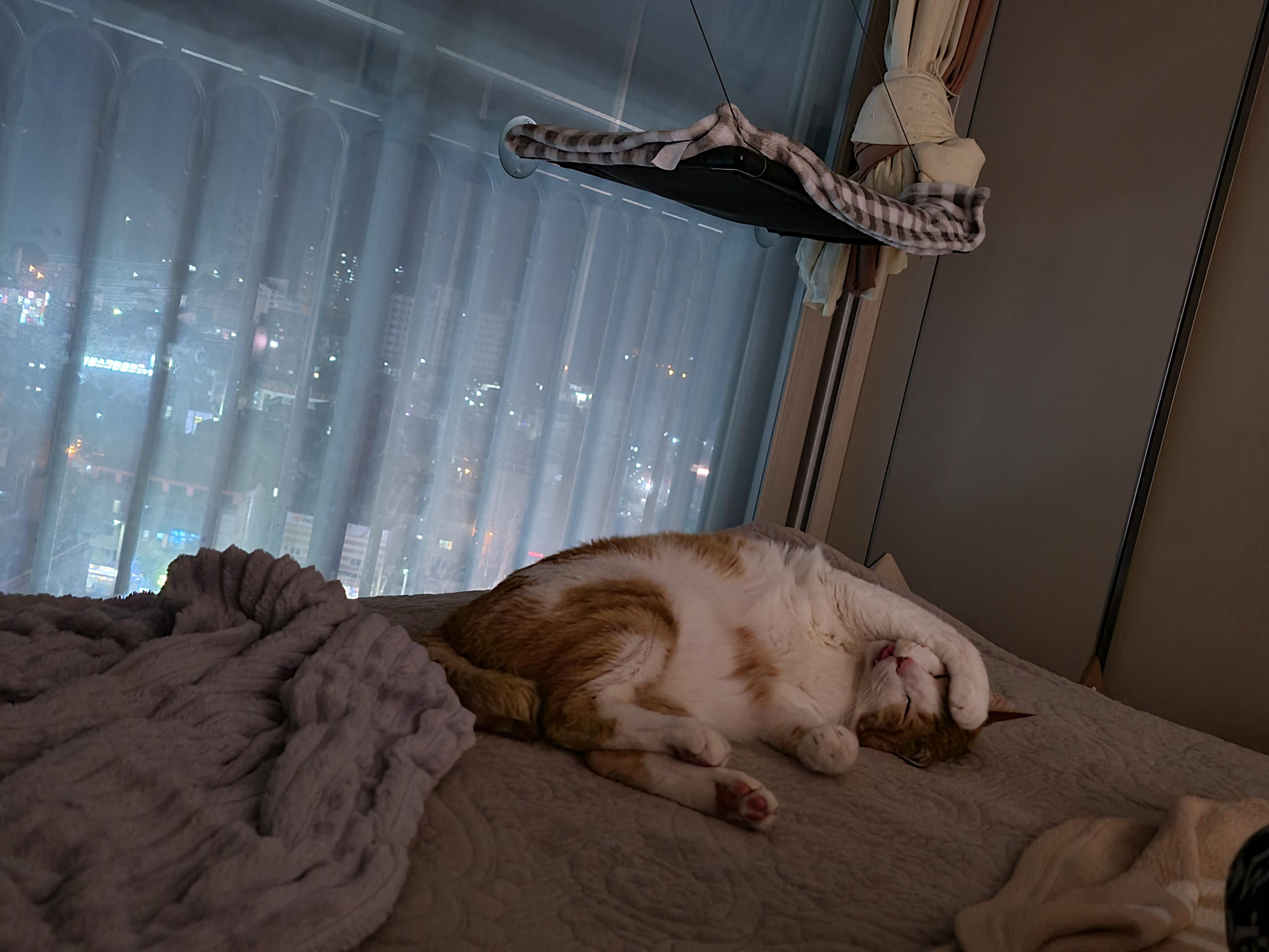 잘때도 귀여운 고양이 막둥이 (feat. 자이언트베이비 삐용)