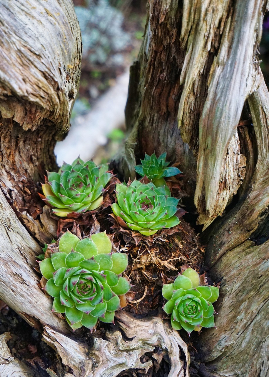 플랜테리어 관련 사진