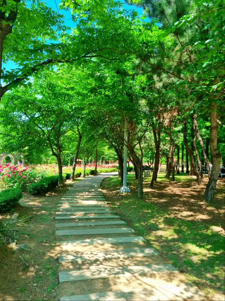 송도 해돋이공원 장미원: 시원한 그늘에서 장미보며 피크닉하기