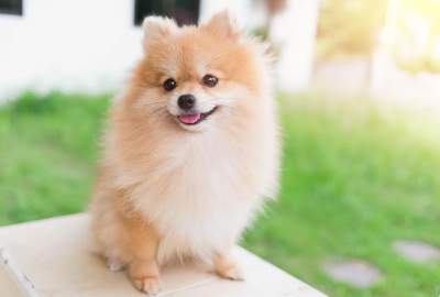 포메라니안