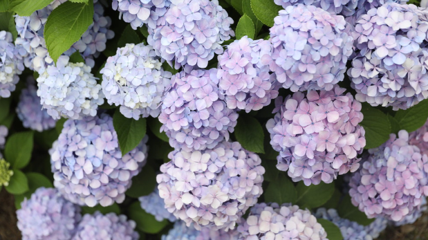 거제 수국 축제&amp;#44; 여름을 걷다 일정 총정리 