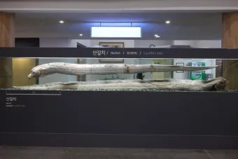 아이와 제주 여행 제주 민속 자연사박물관 예매 코스 가이드_13