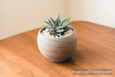 봄을 집으로 초대하는 법 – 인테리어에 생기를 불어넣을 식물 7가지!