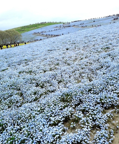 히타치해변공원(国営ひたち海浜公園)의 네모필라 꽃