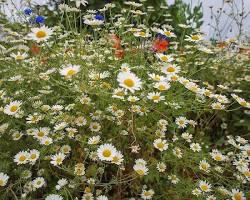 캐모마일 이미지 사진