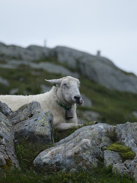 기후 변화와 고산 생태계 변화