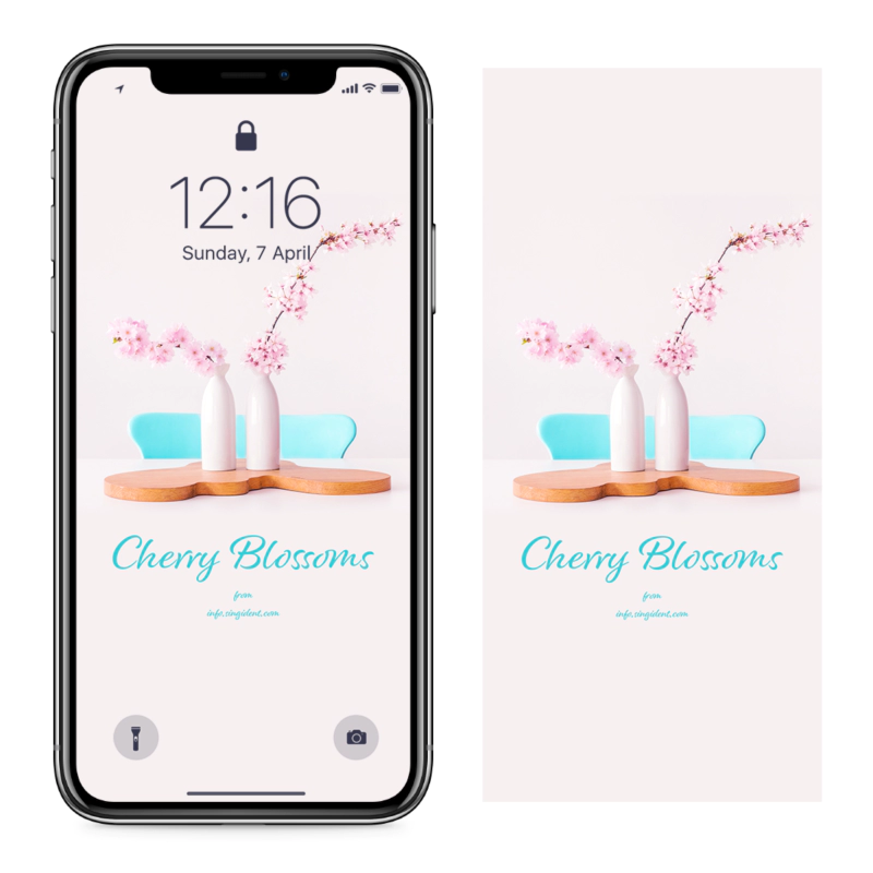 03 꽃병에 벚꽃 C - Cherry Blossoms 봄배경화면